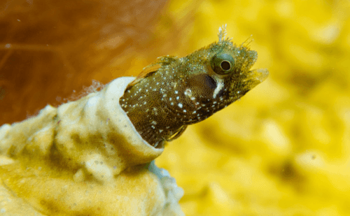 Spinyhead Blenny