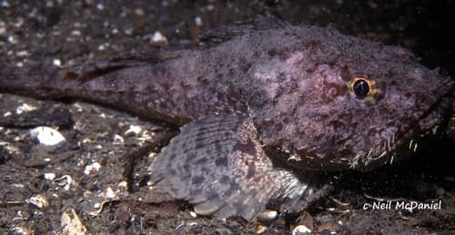 Spinyhead Sculpin