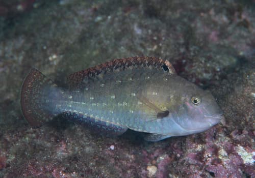 Spinytooth Parrotfish