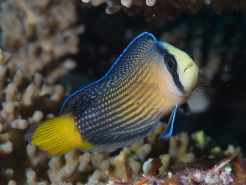 Splendid Dottyback