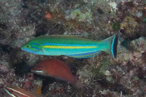 Splendid Pencil Wrasse