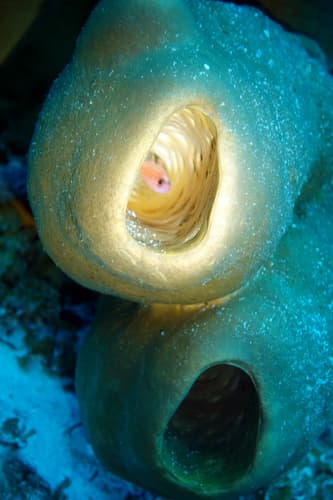 Sponge Cardinalfish