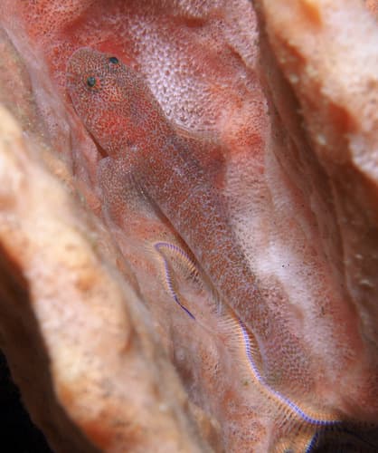 Sponge Frillgoby