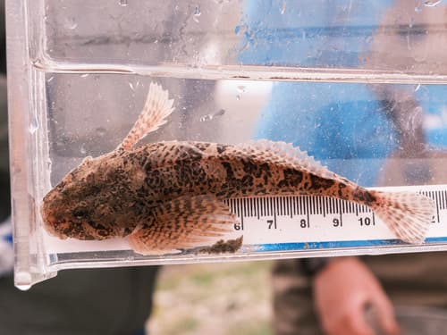 Spoonhead Sculpin