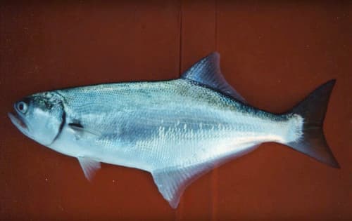 Spot-fin Beachsalmon