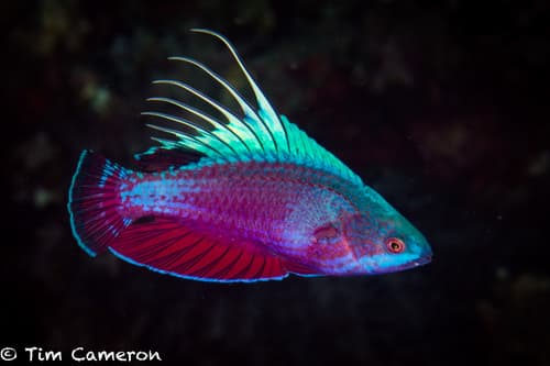 Spot-lined Flasher Wrasse