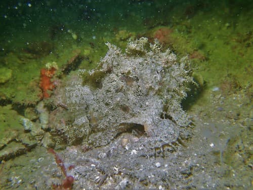 Spot-tail Anglerfish