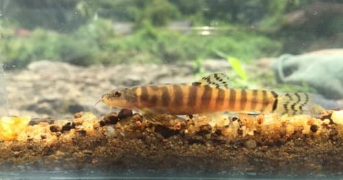 Spotback Loach
