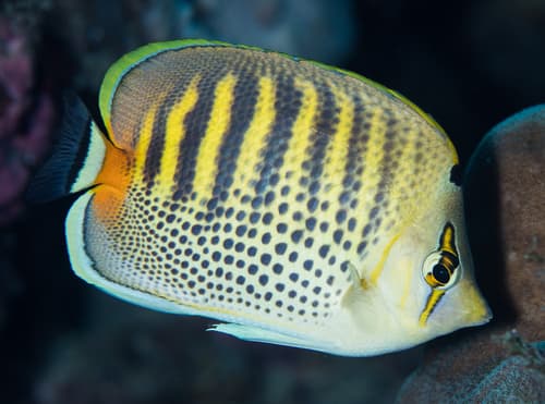 Spotbanded Butterflyfish