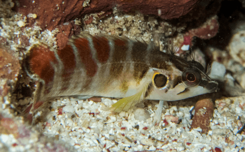Spotcheek Blenny