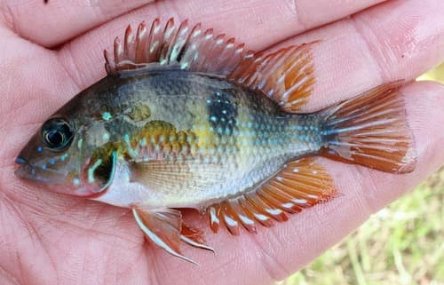 Spotcheek Cichlid