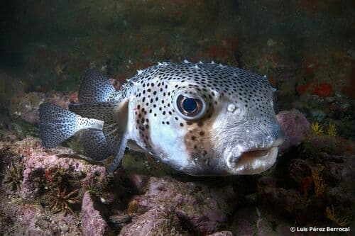 Spotfin Burrfish