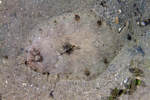 Spotfin Flounder
