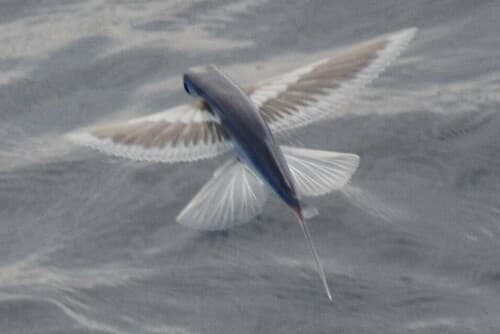Spotfin Flyingfish