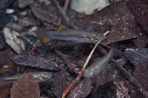 Spotfin Gambusia