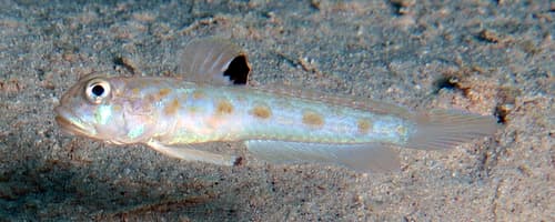 Spotfin Goby