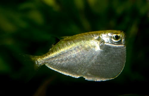 Spotfin Hatchetfish