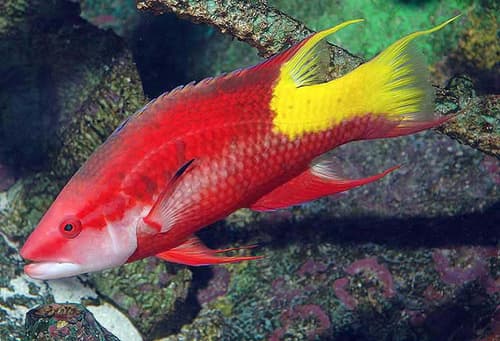 Spotfin Hogfish