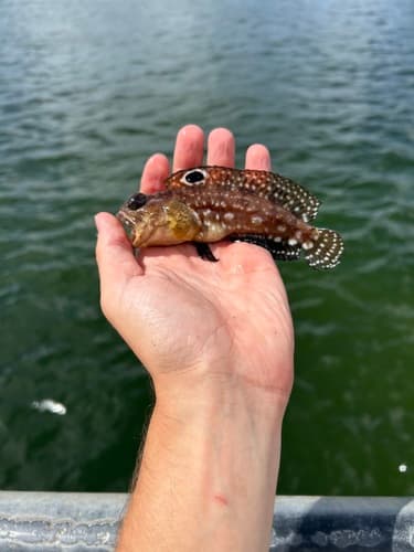 Spotfin Jawfish