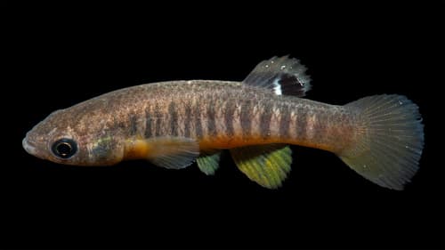Spotfin Killifish