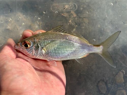 Spotfin Mojarra