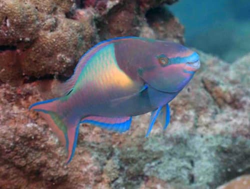 Spotfin Parrotfish