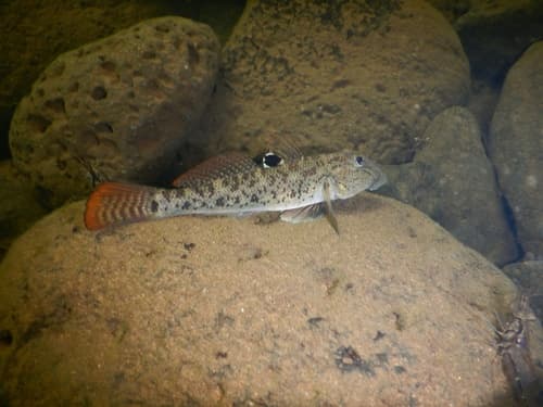 Spotfin River Goby
