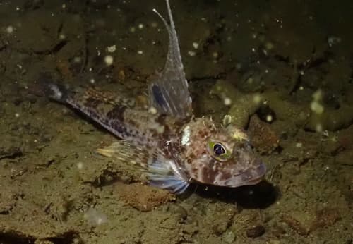 Spotfin Sculpin