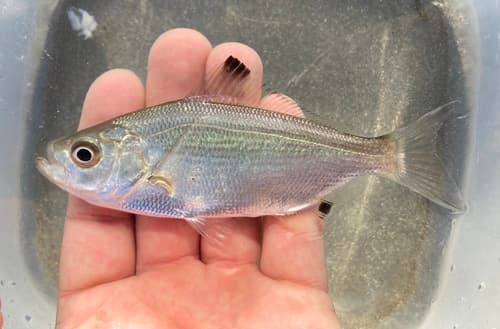 Spotfin Surfperch