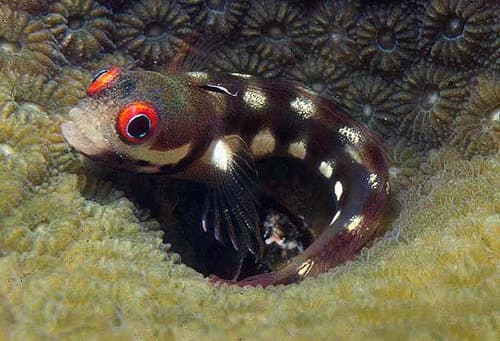 Spotjaw Blenny