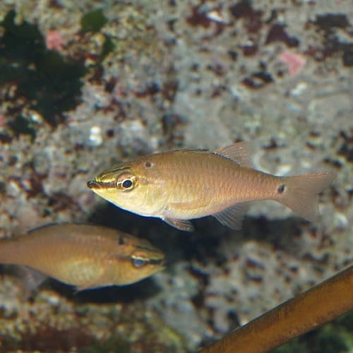 Spotnape Cardinalfish
