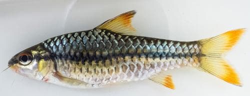 Spotscale Barb