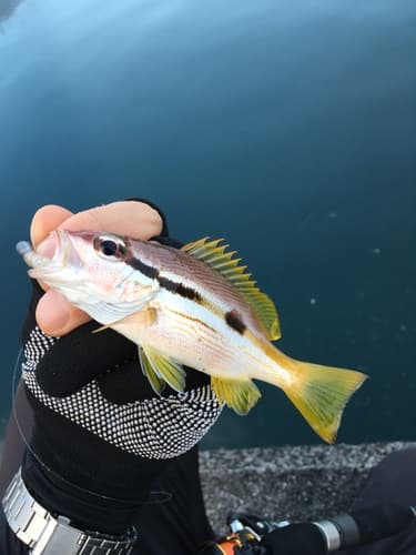 Spotstripe Snapper