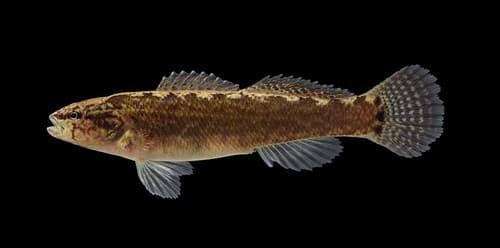 Spottail Darter