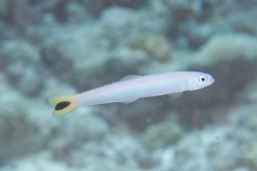 Spottail Dartfish