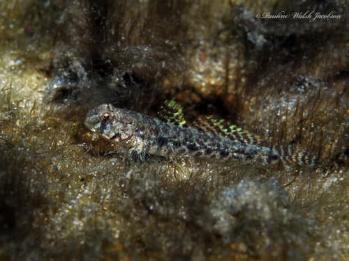 Spottail Goby