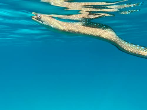 Spottail Moray