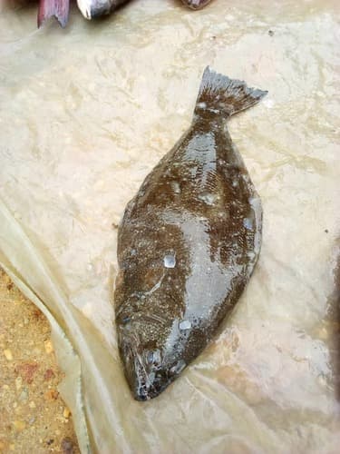 Spottail Spiny Turbot
