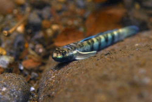 Spotted Algae-Eating Goby