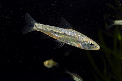 Spotted Barbell Gudgeon