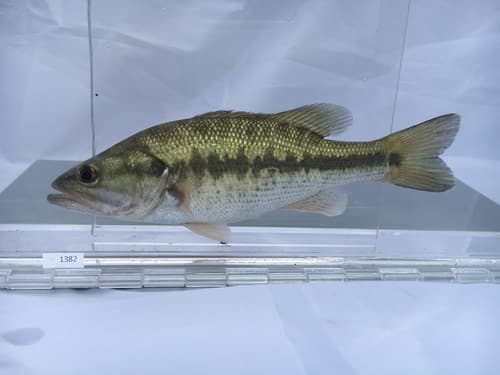 Spotted Bass