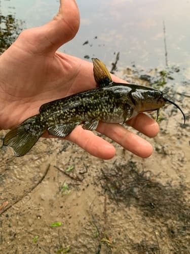 Spotted Bullhead