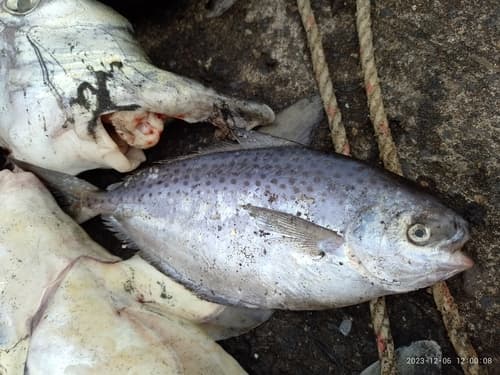 Spotted butterfish