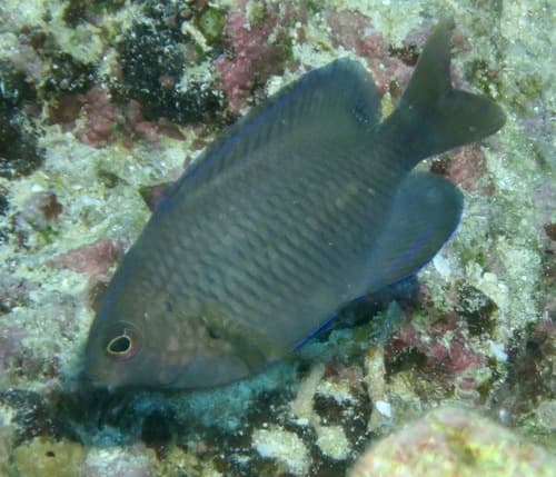 Spotted-cheek Damselfish