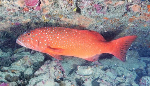 Spotted Coral Grouper