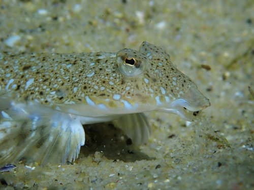 Spotted Dragonet