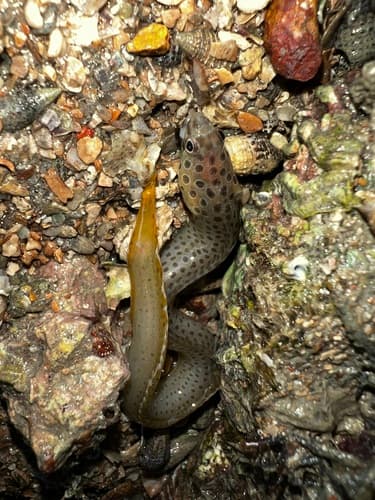 Spotted Eel Blenny