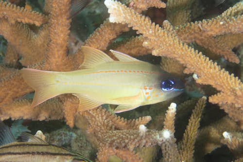 Spotted-gill Cardinalfish