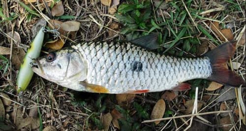 Spotted Hampala Barb