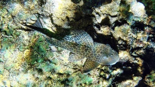 Spotted Hypostomus